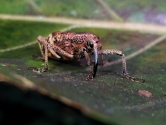Irenarchus fossilis