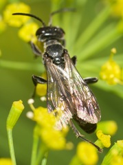 Lyroda subita
