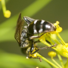 Lyroda subita
