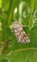 Oncocnemidinae