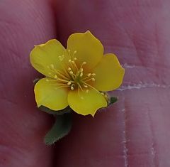 Mentzelia montana