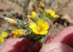 Mentzelia montana