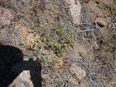Mentzelia montana