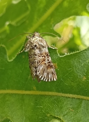Oncocnemidinae