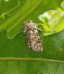 Oncocnemidinae