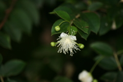 Luma apiculata