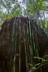 Disocactus speciosus