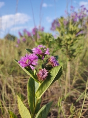 Vernonia bardanoides