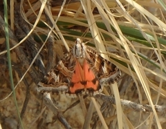 Drasteria mirifica