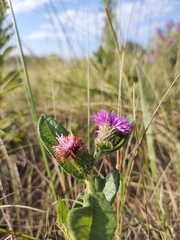 Vernonia bardanoides
