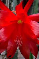 Disocactus speciosus