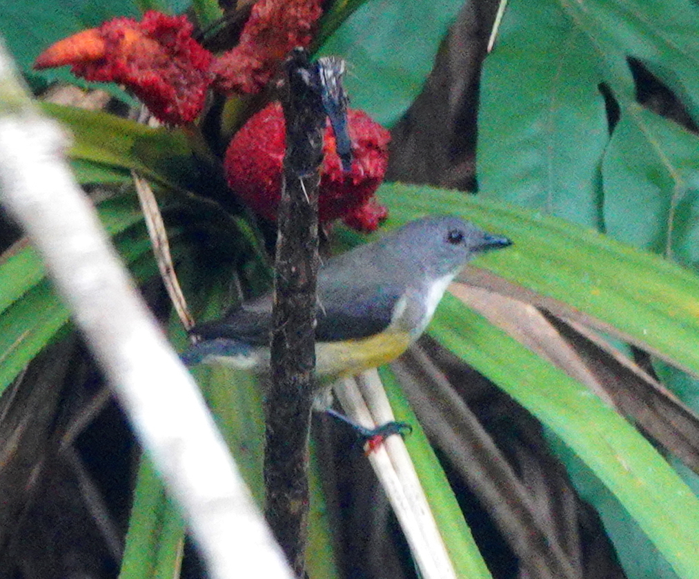 White-throated Flowerpecker illustration