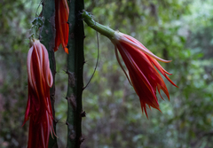 Disocactus speciosus