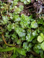 Pellia neesiana