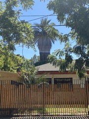 Jubaea chilensis