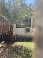 Jubaea chilensis