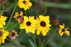 Coreopsis linifolia