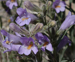 Penstemon auriberbis