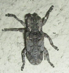 Hecyromorpha plagicollis