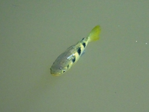 Kimberley archerfish (Toxotes kimberleyensis) — Toxotidae — 2
