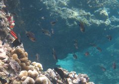 Pycnochromis vanderbilti