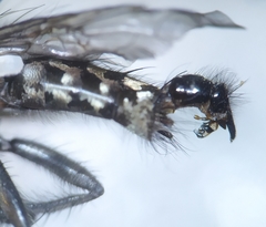 Sarcophaga variegata