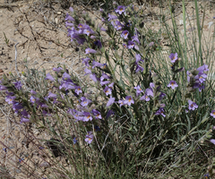 Penstemon auriberbis