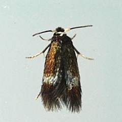 Stigmella multispicata