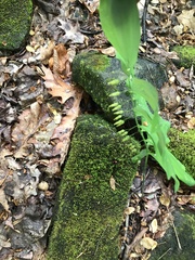 Polygonatum biflorum