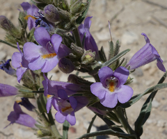 Penstemon auriberbis