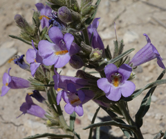 Penstemon auriberbis