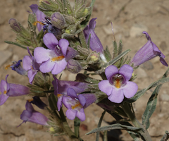 Penstemon auriberbis