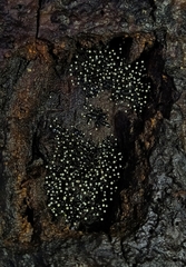 Stromatographium stromaticum