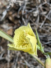 Calochortus amabilis × tolmiei