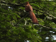 Piaya cayana