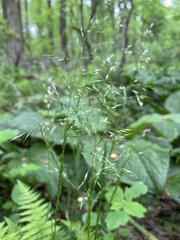 Sphenopholis pensylvanica