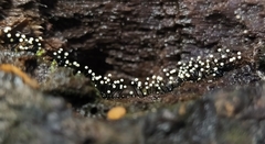 Stromatographium stromaticum