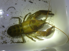 Austropotamobius pallipes