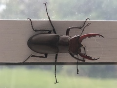 Lucanus elaphus