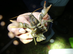 Austropotamobius pallipes