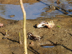 Minuca longisignalis