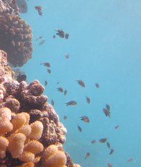 Pycnochromis vanderbilti