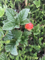 Rubus chamaemorus