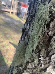 Usnea trichodea