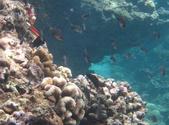 Pycnochromis vanderbilti