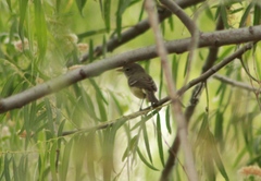 Vireo bellii