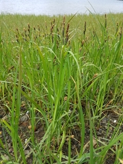 Carex lyngbyei