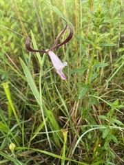 Cleistesiopsis oricamporum