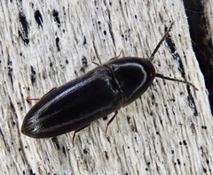 Eucnemis capucina