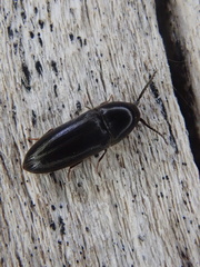 Eucnemis capucina